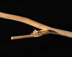 A gold ring with a star-shaped setting and a small green gemstone, displayed on a natural wooden branch against a solid black background.